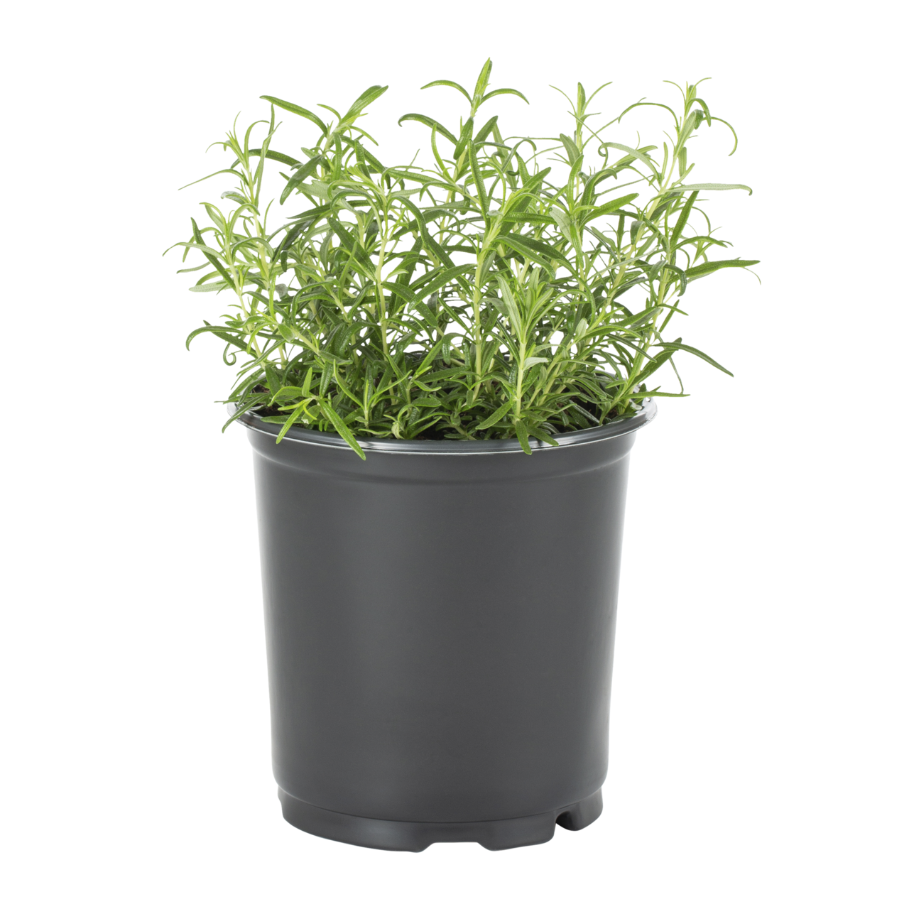 Expert Gardener 2.5QT Green Rosemary (3 Pack) with Grower Pots