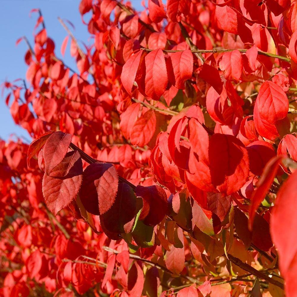 Brighter Blooms 2 Gal. Burning Bush Shrub SHR-BUR2