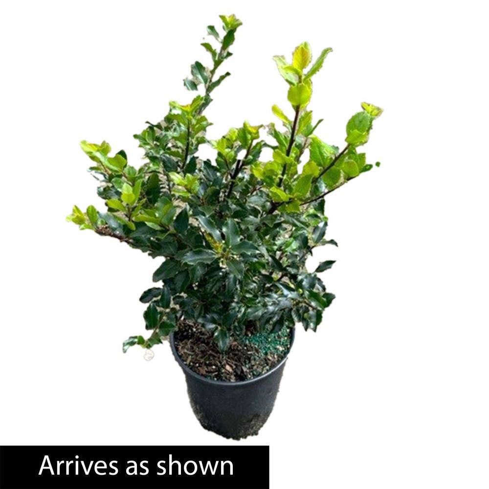 Spring Hill Nurseries 2.25 Gal. Pot Blue Prince Holly Bush Live Potted Broadleaf Evergreen Shrub (1-Pack) 92337