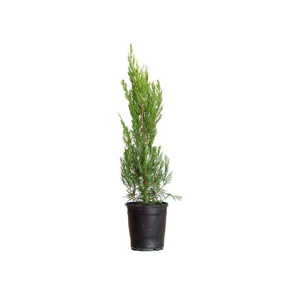 FLOWERWOOD 2.5 Qt. Spartan Juniper Live Evergreen Tree Dark Green Fast-Growing Privacy Plant 3402Q