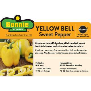Bonnie Plants 2.32 qt. Yellow Bell Sweet Pepper Plant 2102