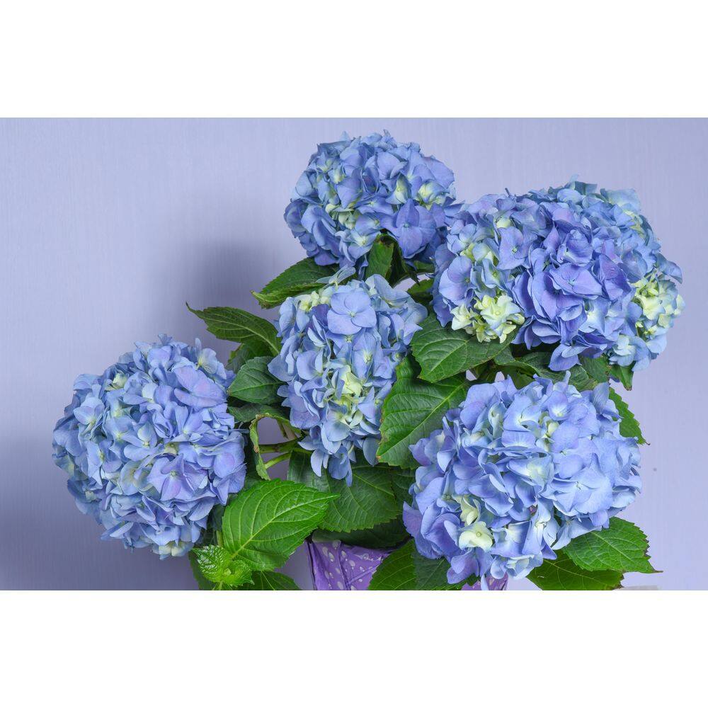 BELL NURSERY 3 Gal. Early Blue Hydrangea Live Flowering Shrub with Blue Flowers HYDGA3MEB1PK