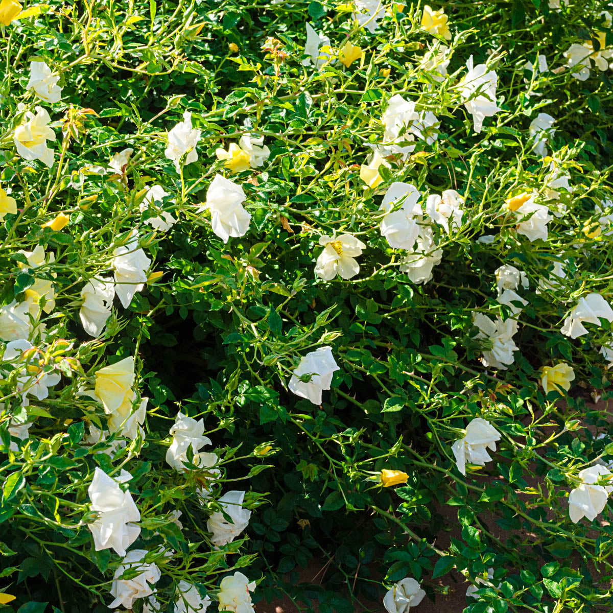 Yellow Knock Out Dormant Bare Root Shrub Rose， Includes one dormant plant per order