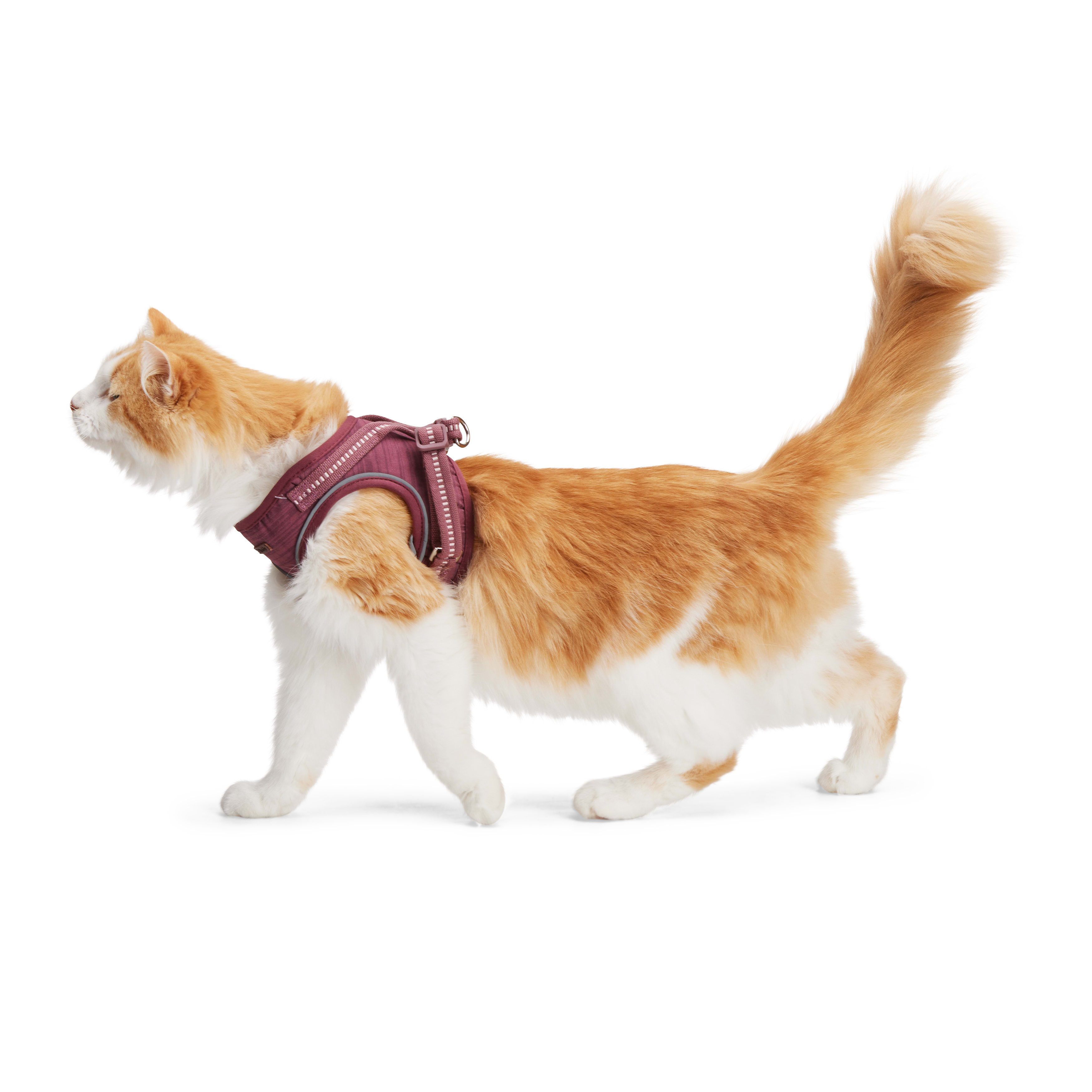 Reddy Rose Cat Harness Set， Small/Medium