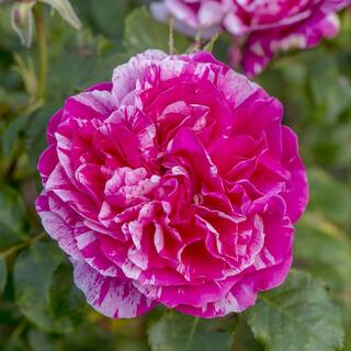 national PLANT NETWORK Bareroot Raspberry Twirl Climbing Rose (2-Piece) HD1402