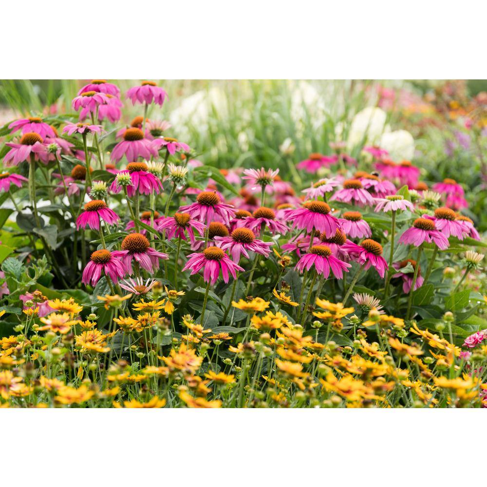 Vigoro 2 Qt. Pow Wow Wilderberry Pink Cone Flower Echinacea Perennial Plant (3-Pack) 4015