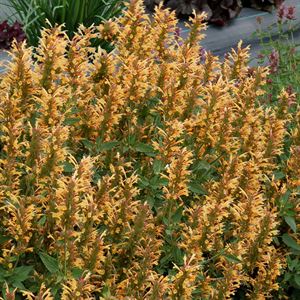 Agastache Kudos Series Gold