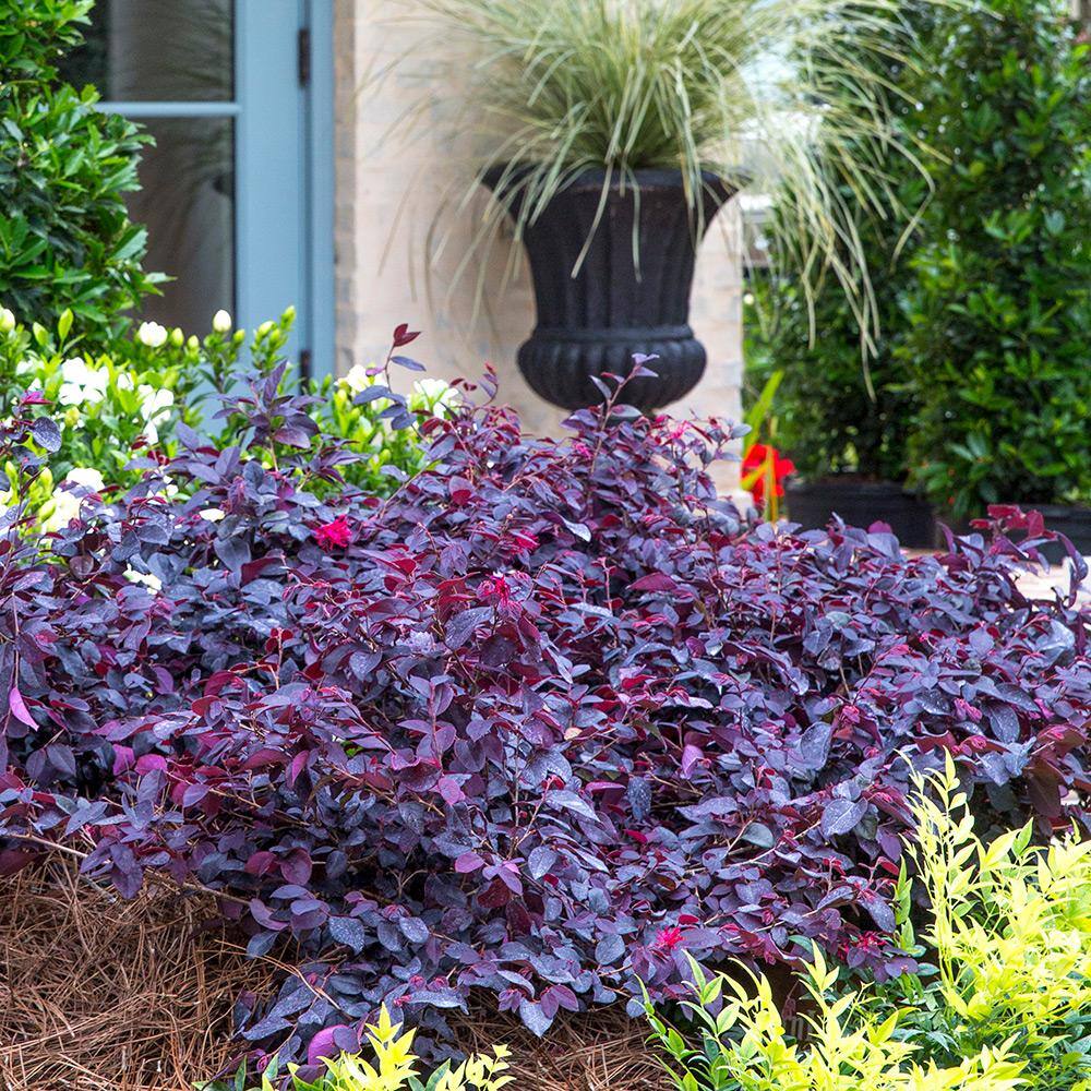 SOUTHERN LIVING 2.5 Qt. Red Diamond Midsize Loropetalum Evergreen Shrub with Purple Foliage Red Ribbon Blooms 4209Q