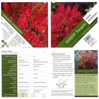 PROVEN WINNERS 4.5 in. qt. Sunjoy Tangelo Barberry (Berberis) Live Shrub Orange and Green Foliage BEBPRC1067800