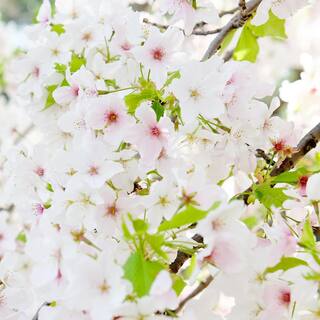 Yoshino Cherry White Flowering Ornamental Tree CHFYOS05G
