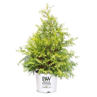 PROVEN WINNERS 2 Gal. Soft Serve Gold False Cypress Shrub with Yellow-Gold Foliage 17518