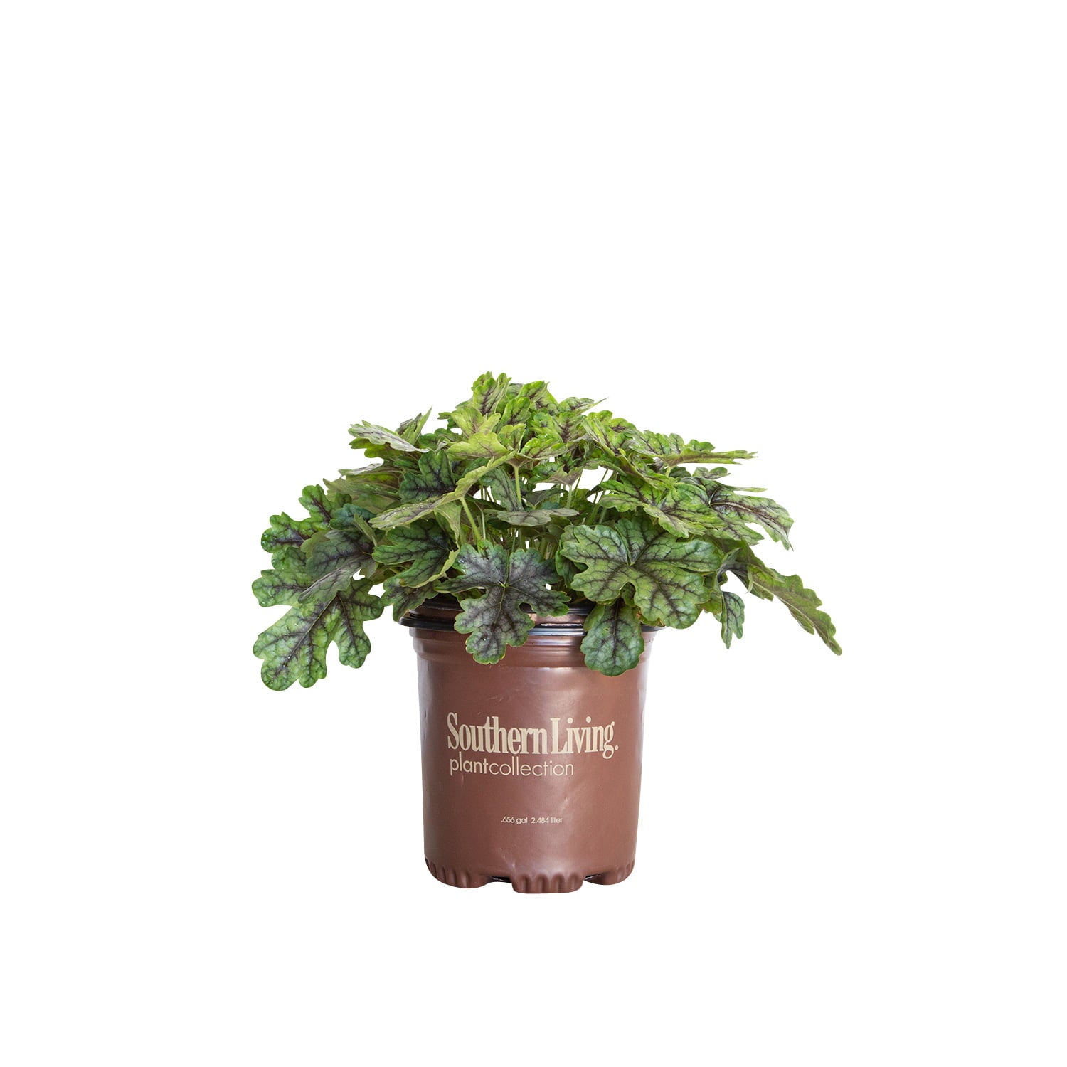 Tapestry Heucherella (2.5 Quart) Perennial with Colorful Blue-Green Foliage - Part Shade to Shade Live Outdoor Plant