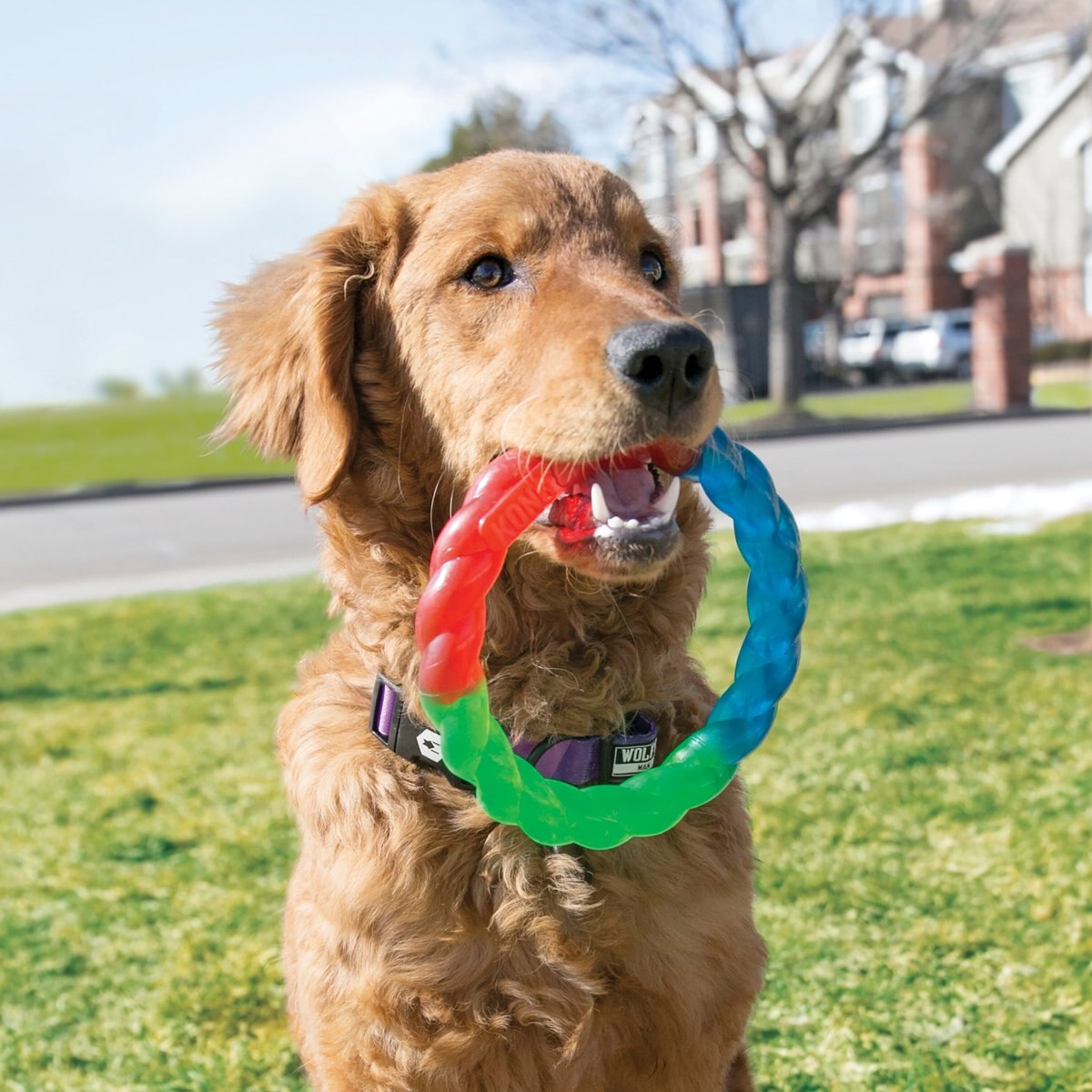 KONG Twistz Ring Dog Toy