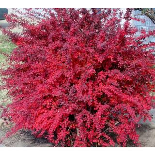 Online Orchards 1 Gal. Rose Glow Barberry Shrub Deep Purple Foliage Naturally Mottled with Rosepink Splashes SBBB003