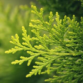 3 ft. - 4 ft. Thuja Green Giant Tree (2-Pack) THD00174