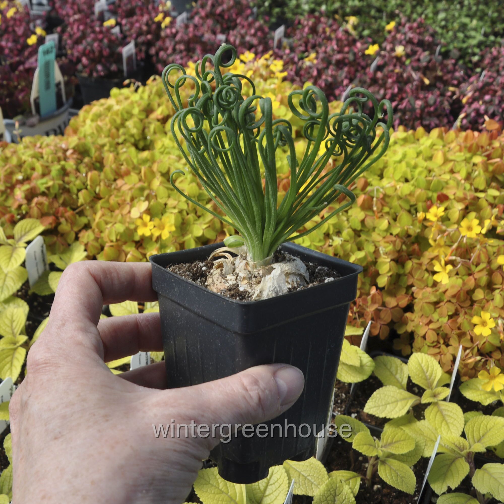 Albuca Spiralis， Frizzle Sizzle， Corkscrew Albuca - Pot Size: 3