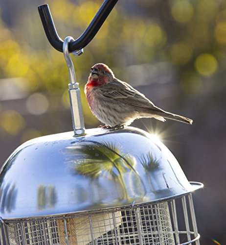 best squirrel proof bird feeder - heavy-duty repellent cage design by bird lovers!