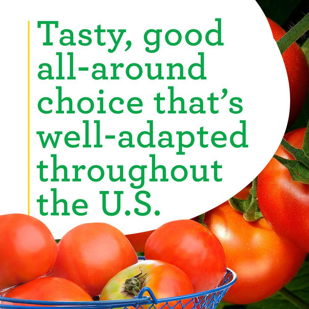 Bonnie Plants 19 oz. Celebrity Tomato Vegetable Plant 0219