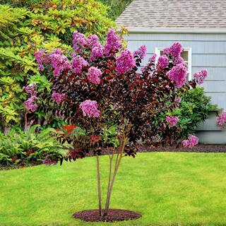 BLACK DIAMOND 3 Gal. Lavender Lace Crape Myrtle Tree with Lavender Blooms CRMBLL03G