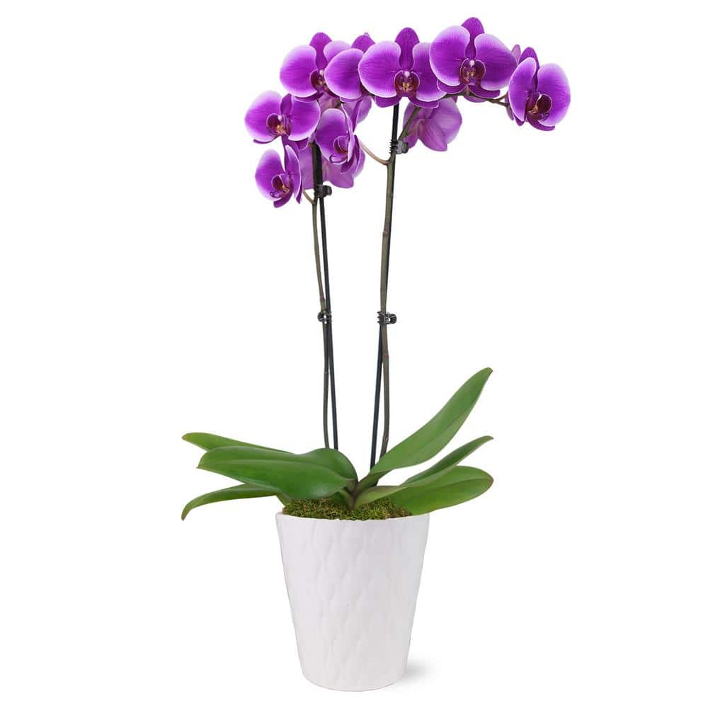 Just Add Ice Premium Orchid (Phalaenopsis) Purple Plant in 5 in. White Ceramic Pottery J5011