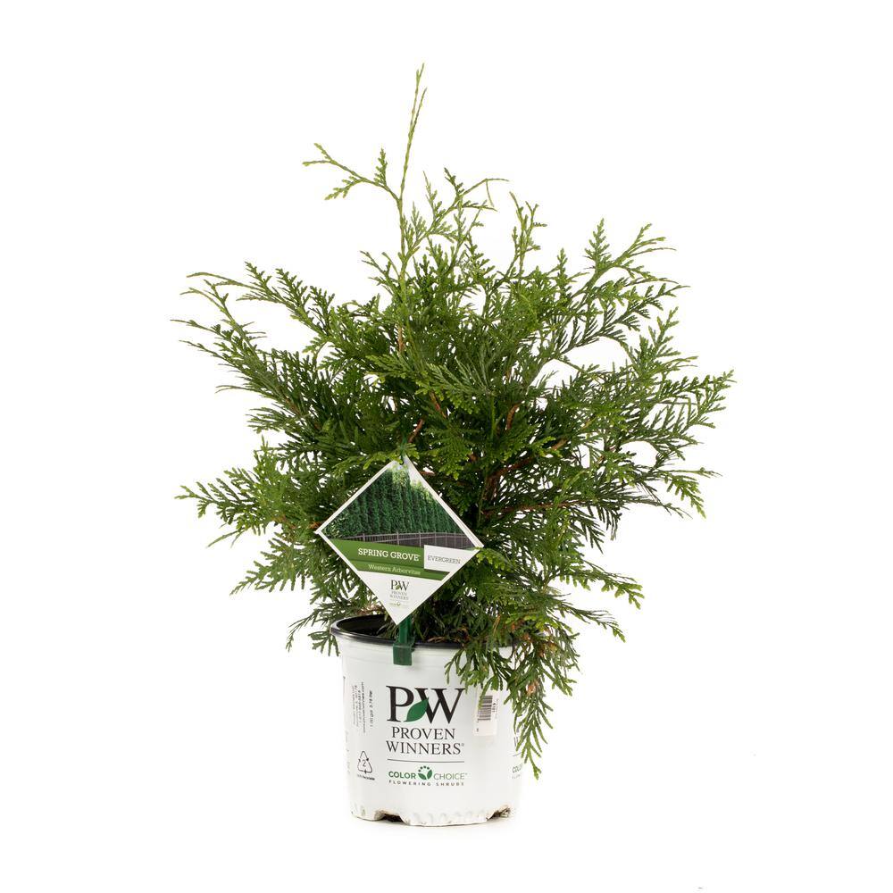 PROVEN WINNERS 1 Gal. Spring Grove Western Arborvitae (Thuja) Live Evergreen Shrub Green Foliage THJPRC1046101