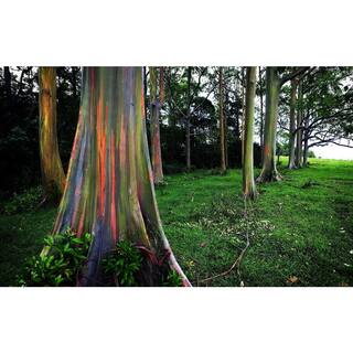 Wekiva Foliage Rainbow Eucalyptus Tree - Live Plant in a 1 Gallon Pot - Eucalyptus Deglupta - Rare and Exotic Ornamental Tree RainbowEucalyptusTree1G