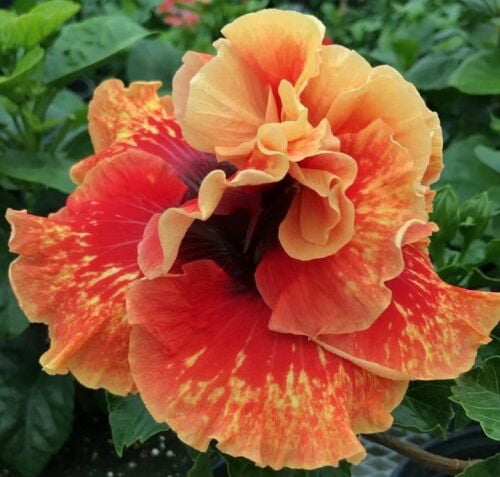 Hibiscus Tahitian ‘Spotted Sun’ (Hibiscus rosa-sinensis hybrid) Flower Shrub， Blue Flowers Hardy Korean Rose of Sharon Starter 25+ seeds pack