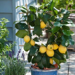 Garden State Bulb Meyer Lemon Tree Live Plant (1 gal. Pot) ECS-21-01-01