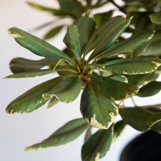 FLOWERWOOD 2.5 Qt. Variegated Pittosporum Live Evergreen Shrub Green and White Variegated Foliage 4787Q