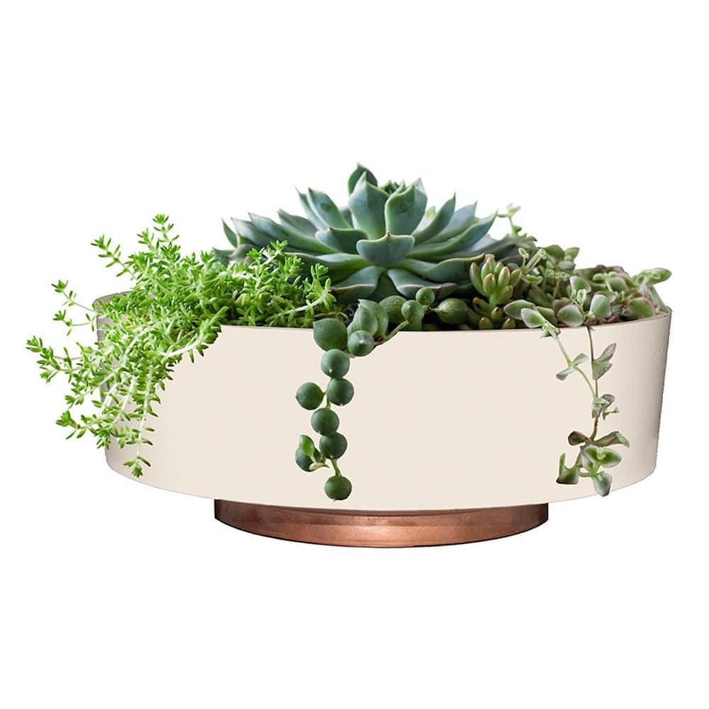 The HC Companies 8 in. Capri Bowl Plastic Indoor Succulent Planter Pot， Vanilla Bisque CSB08000A58C020LRDHU-VANILLA