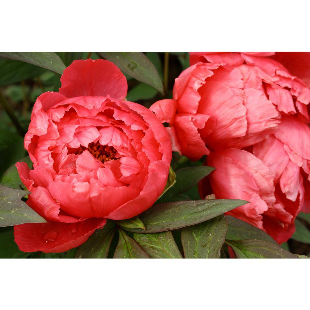 BELL NURSERY 2 Gal. Peony Red Live Perennial Plant (1-Pack) PEONY2RED1PK