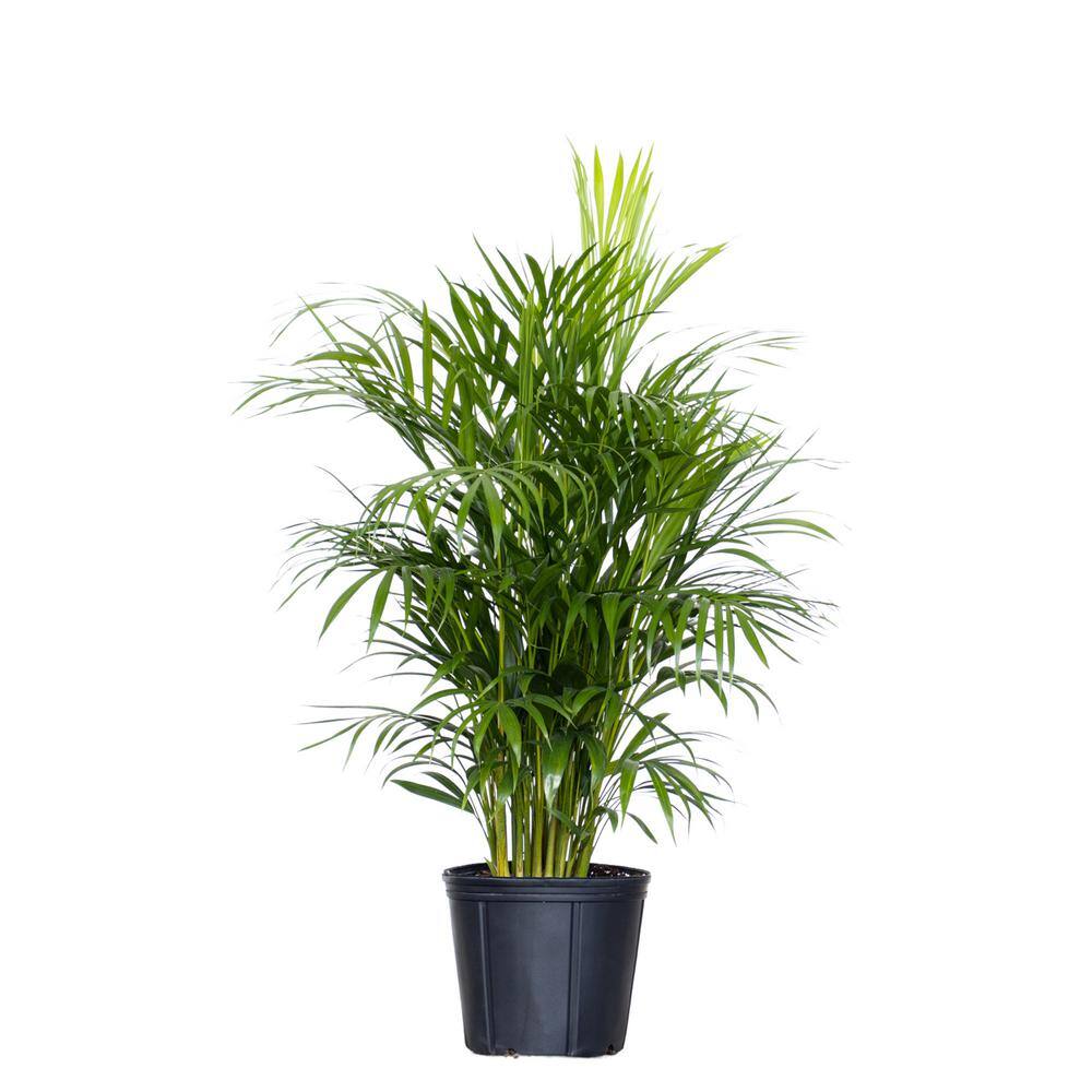 United Nursery Areca Palm Dypsis lutescens Live Indoor Outdoor Houseplant in 10 inch Grower Pot 21252