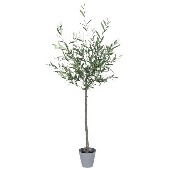 5 Ft High Olive Tree with Plastic Pot