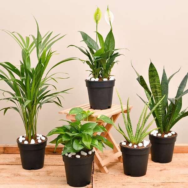 Air purifier plants packs