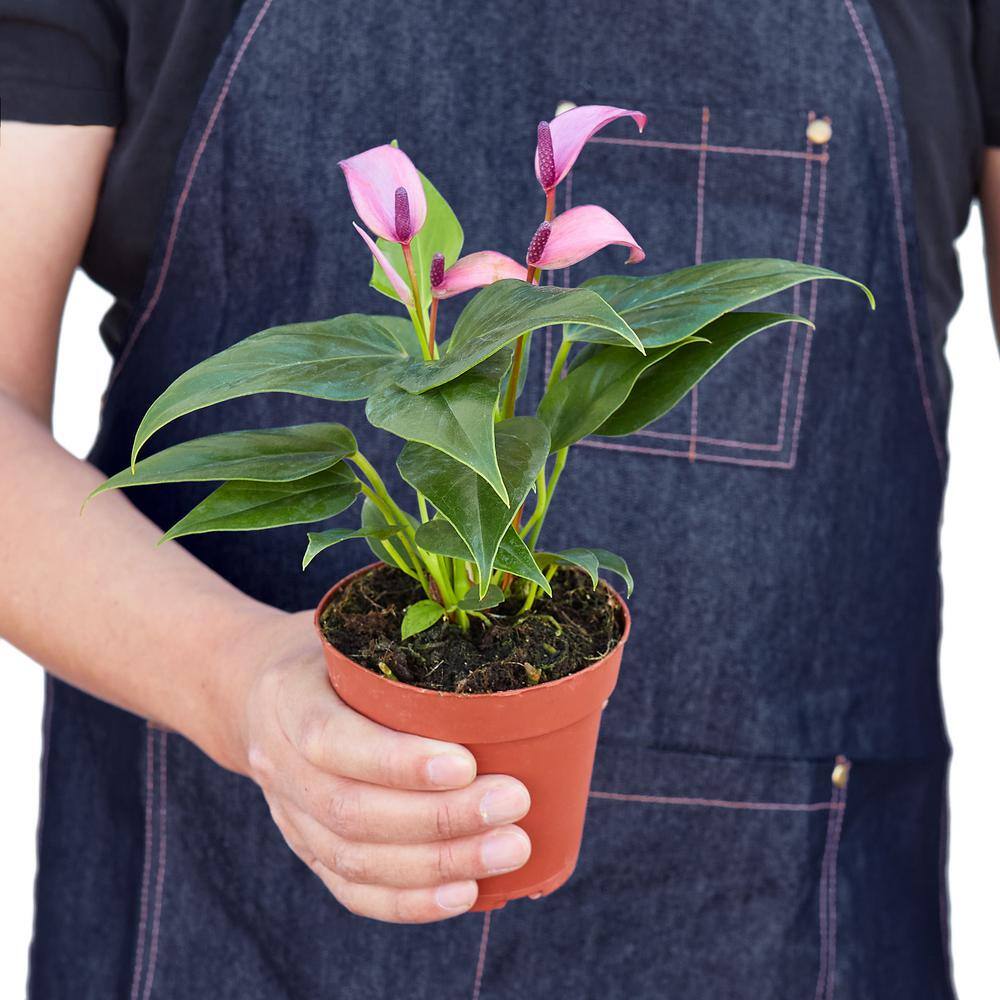 Purple (Anthurium) Plant in 4 in. Grower Pot 4_ANTHURIUM_PURPLE