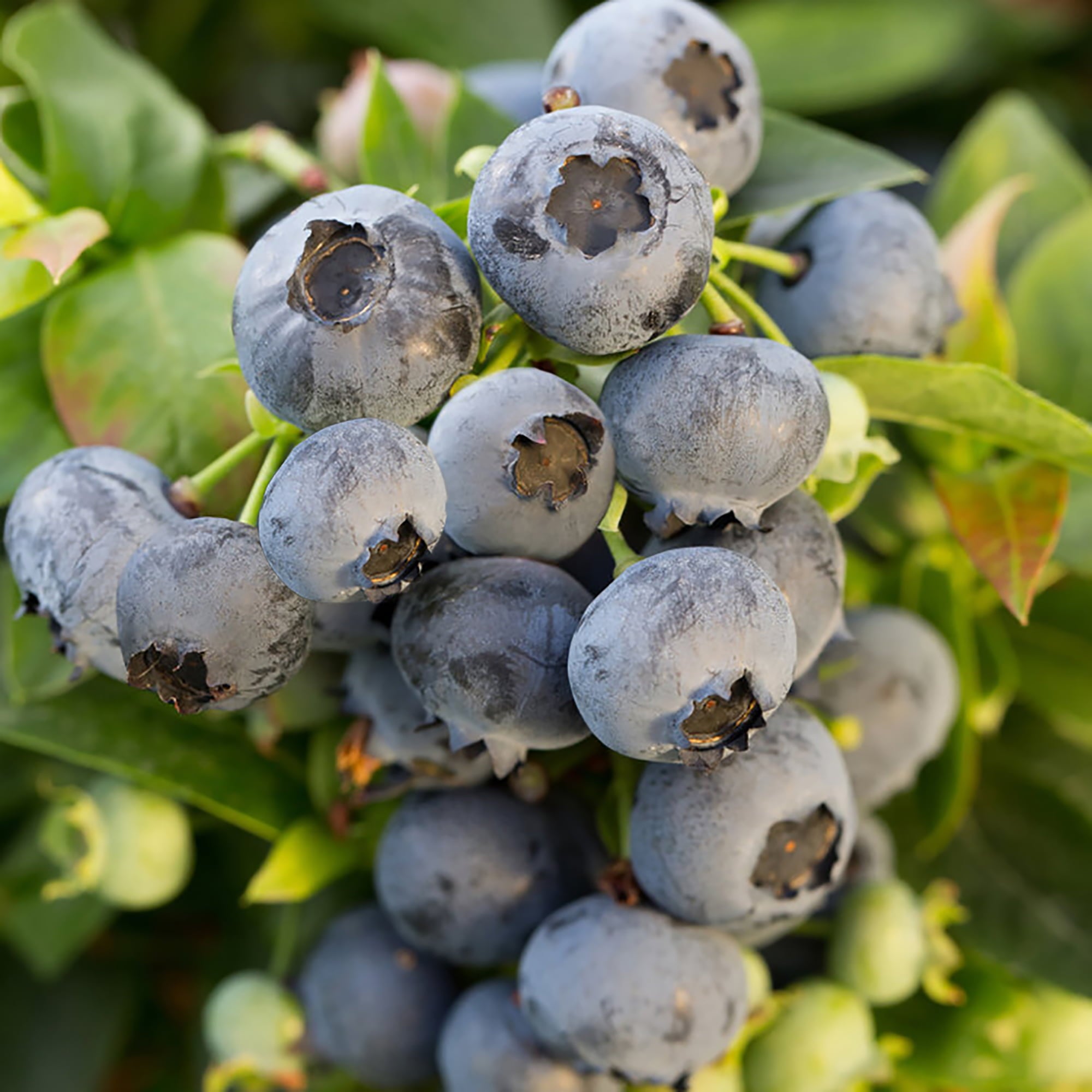 Blueberry Elliot Live Shrub (2.25 Gallon)