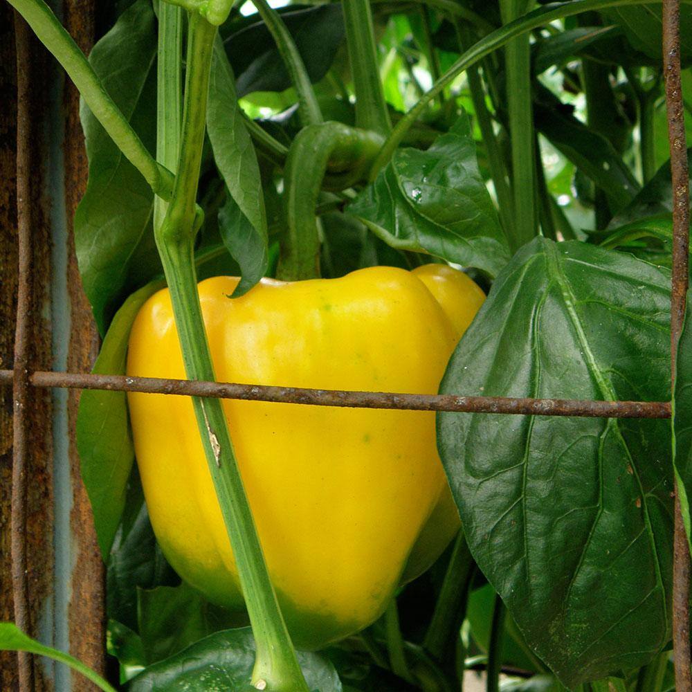 Bonnie Plants 2.32 qt. Yellow Bell Sweet Pepper Plant 2102