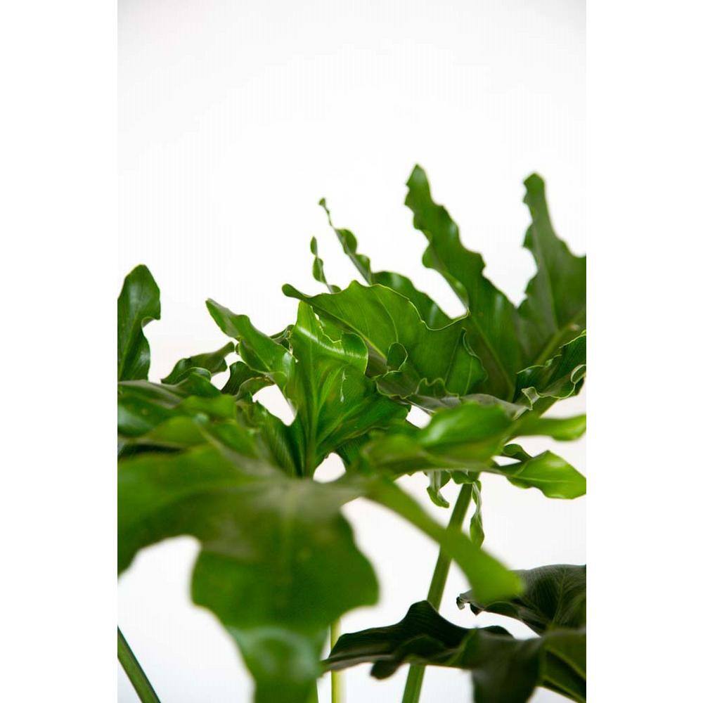 FLOWERWOOD 2.5 Gal - Split Leaf Philodendron - Live Evergreen Shrub with Large Glossy Green Foliage 46713