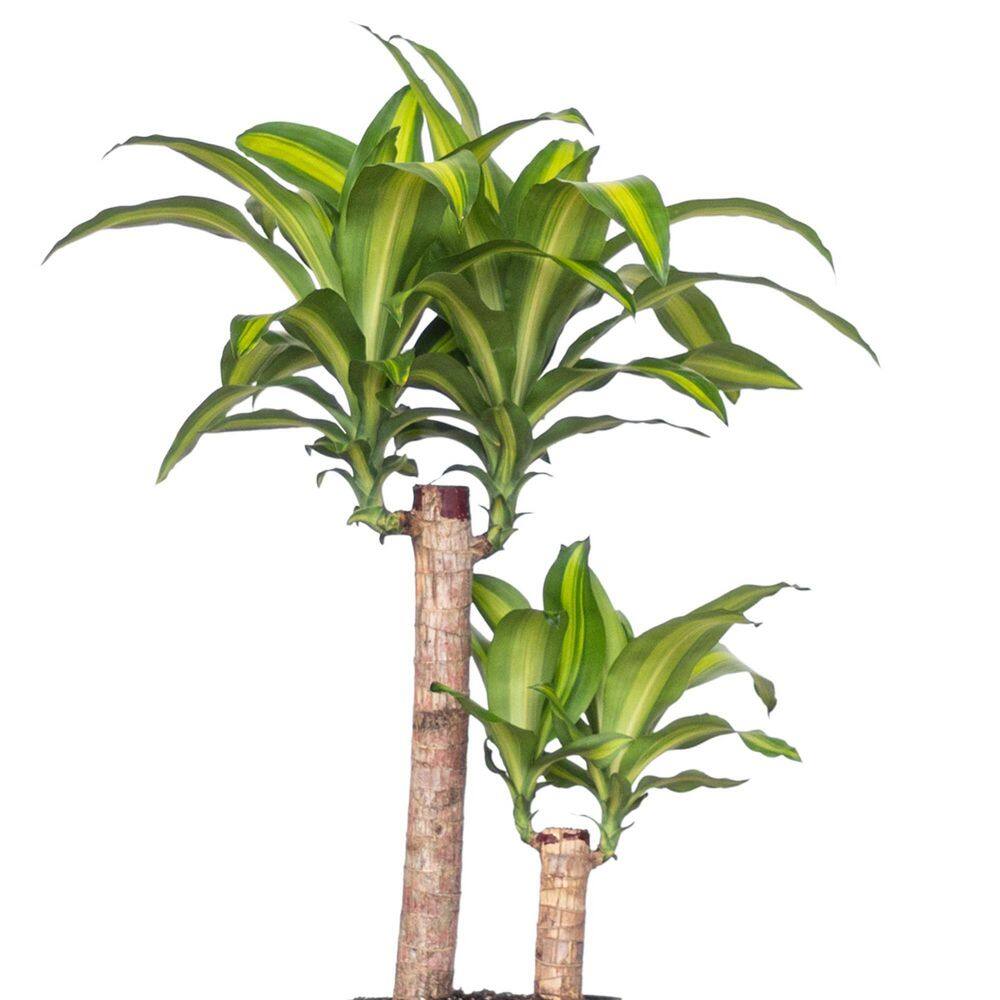 United Nursery Mass Cane Plant 2 Stem Live Dracaena Indoor Outdoor Plant in 10 inch Premium Sustainable Ecopots Terracotta Pot MCANE10TRC2P