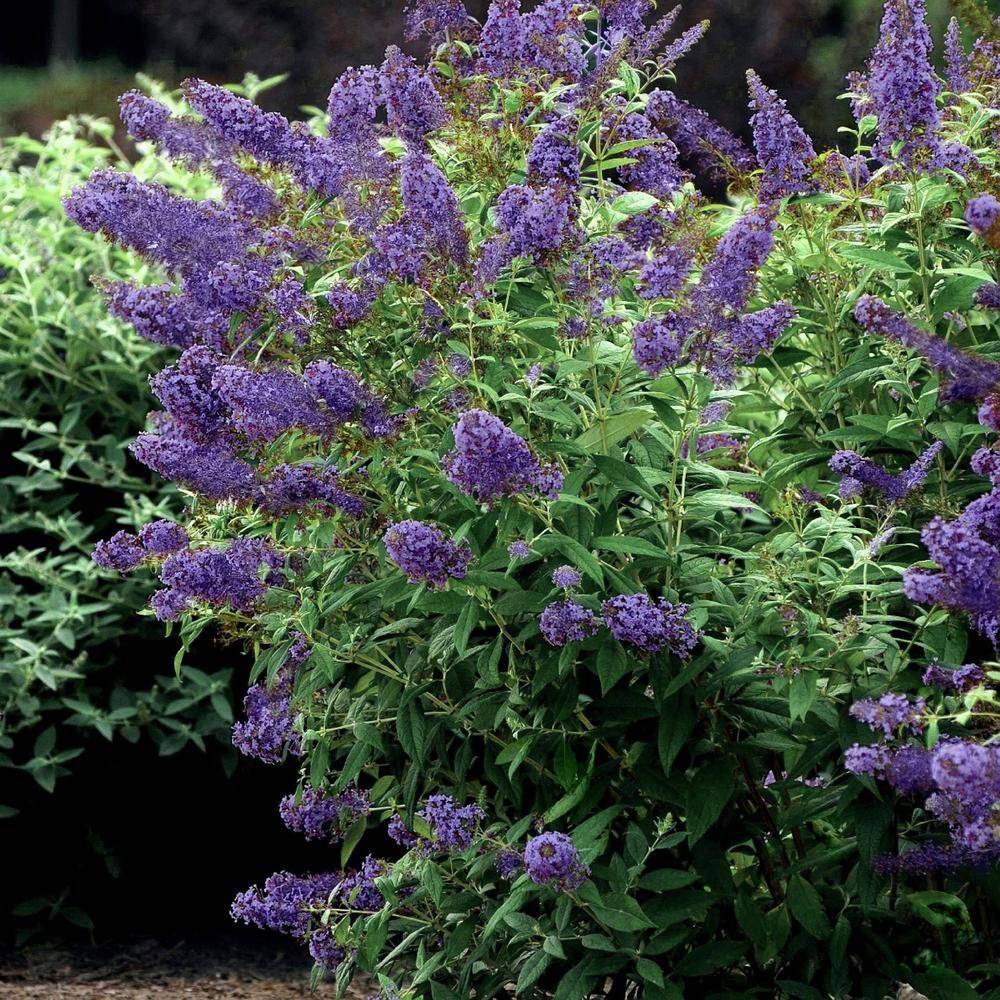national PLANT NETWORK 2.5 qt. Buddleia Lochinch Flowering Shrub with Lavender-Blue Flowers HD1095