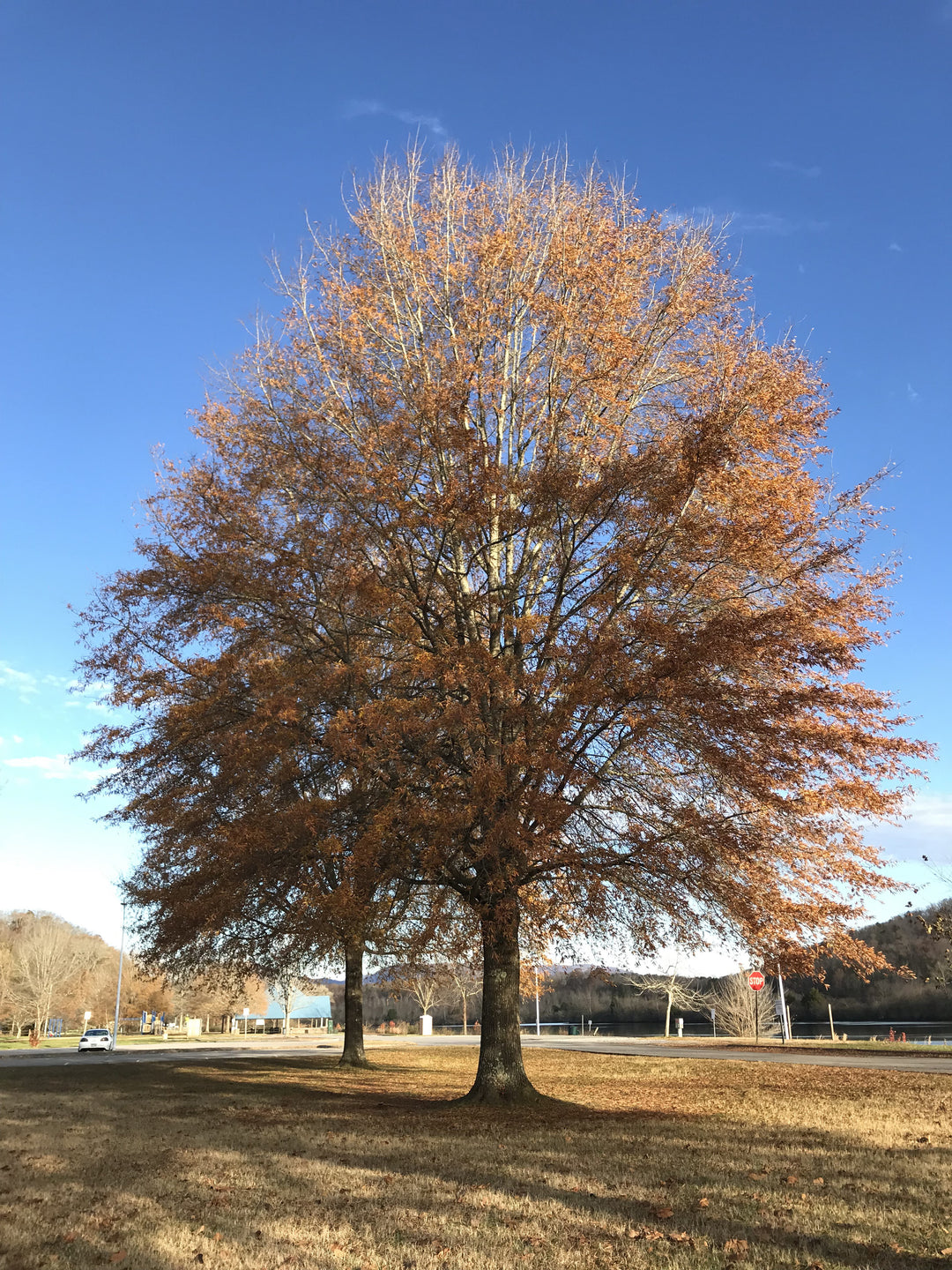 5 Gal. Willow Oak Tree