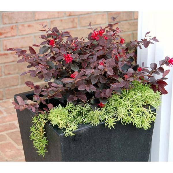 Vigoro 2 Gal. Ever Red Loropetalum Evergreen Shrub with Purple Foliage Red Ribbon Blooms 11386