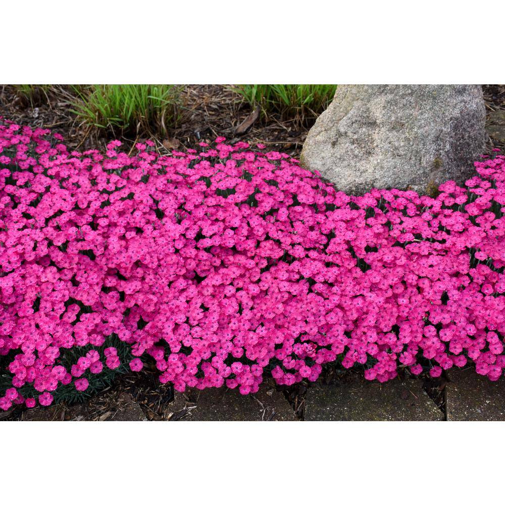 PROVEN WINNERS 0.65 Gal. Paint The Town Magenta (Dianthus) Live Plant Purple Flowers DIAPWP2017103