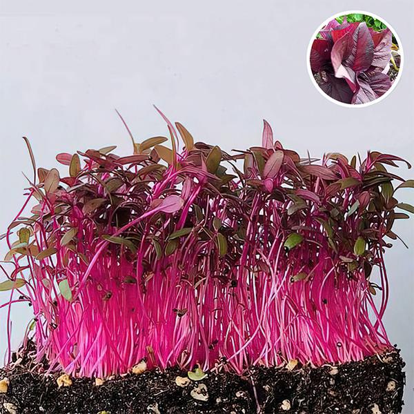 Amaranthus, Choulai Red Leaf - Microgreen Seeds