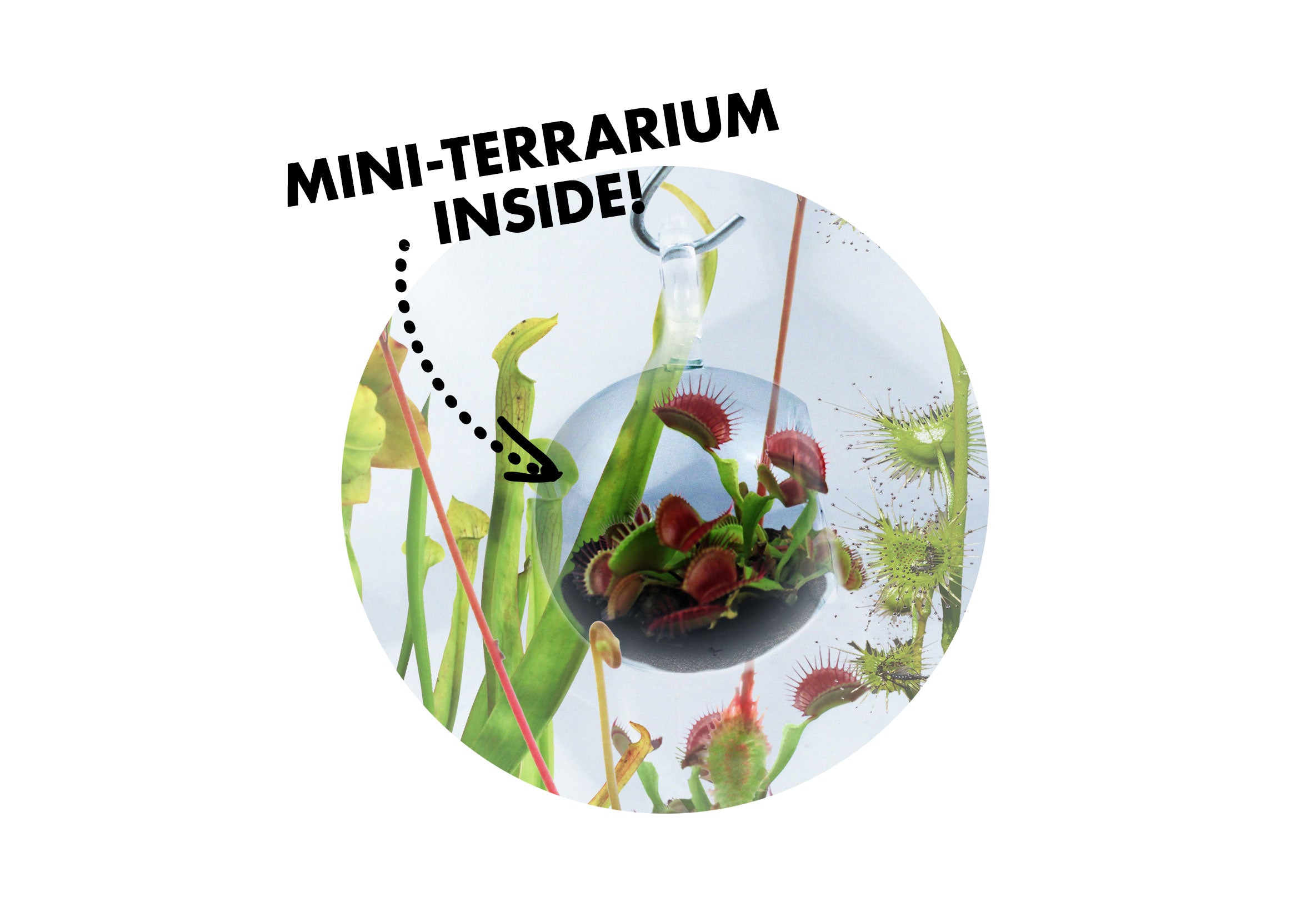 Silver Circle Products Terrarium in a Terrarium-Carnivorous Creatures | Collection of Fly-Eating Plants