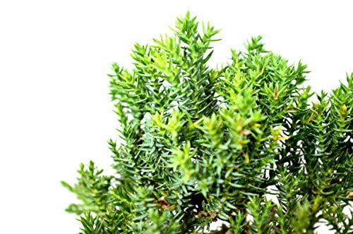 Juniper Procumbens Nana ~Bonsai Starter Plant~