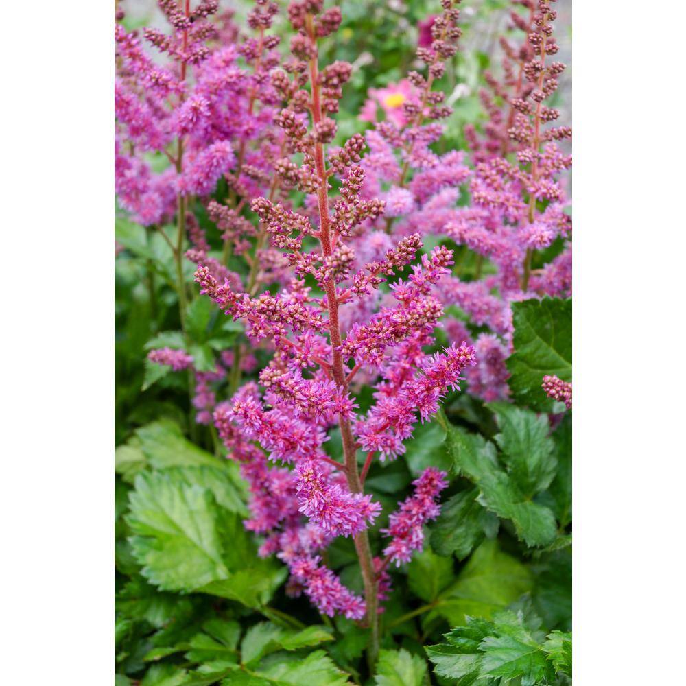 BELL NURSERY 3 Gal. Visions Astilbe Live Perennial Plant (1-Pack) ASTIL3VIS1PK