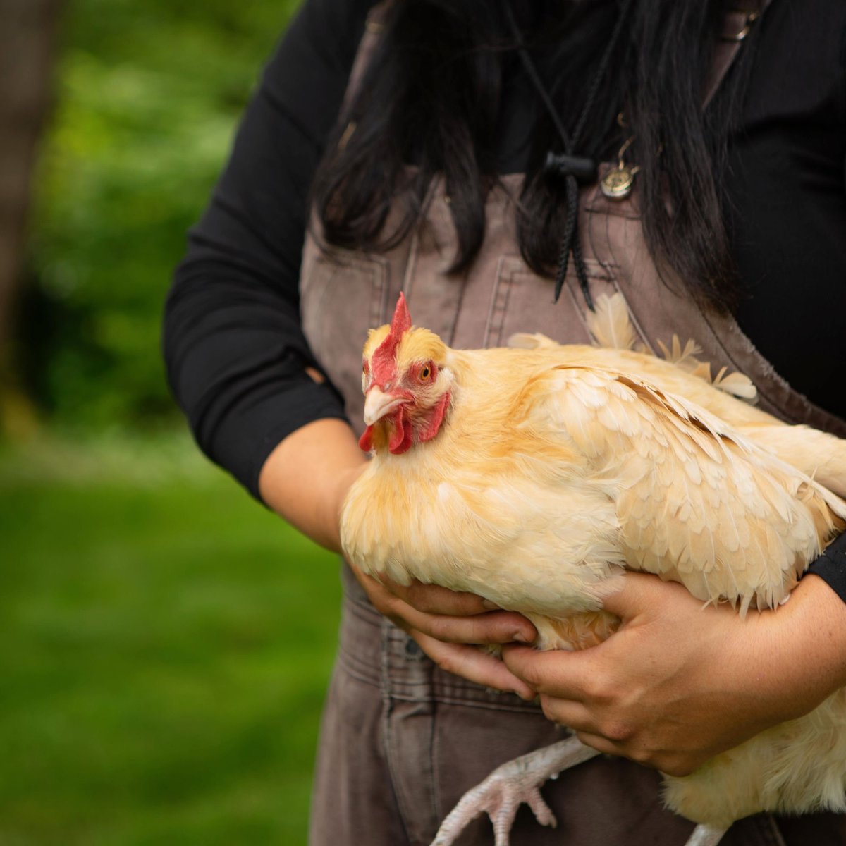 Scratch and Peck Feeds Organic Layer 16% Pellets Chicken Food