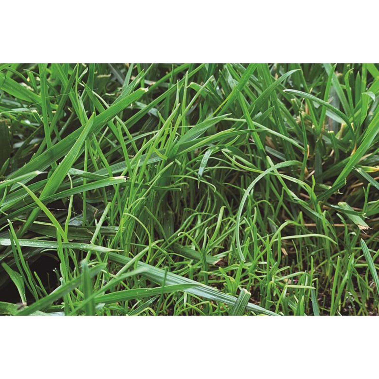 Ace Rapid Repair Pod Tall Fescue Grass Sun or Shade Fertilizer/Mulch/Seed 15 oz