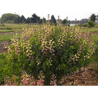 PROVEN WINNERS 3 Gal. Pink Lemonade Baptisia Live Perennial Plant (1-Pack) BAPTI3PLM1PK